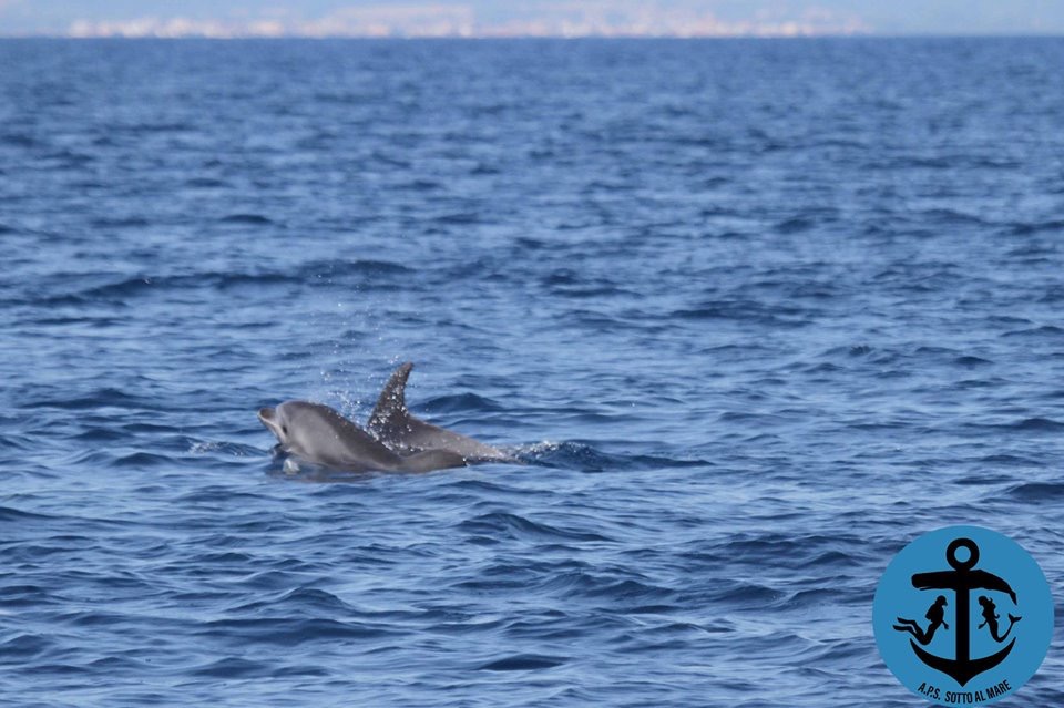 Nasce la nuova associazione Sotto al mare